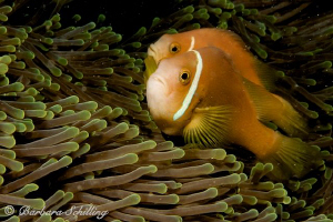 Clownfish Pair by Barbara Schilling 